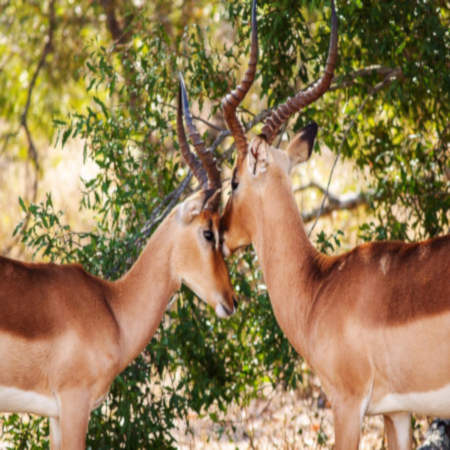 Bucks in the Kruger Park